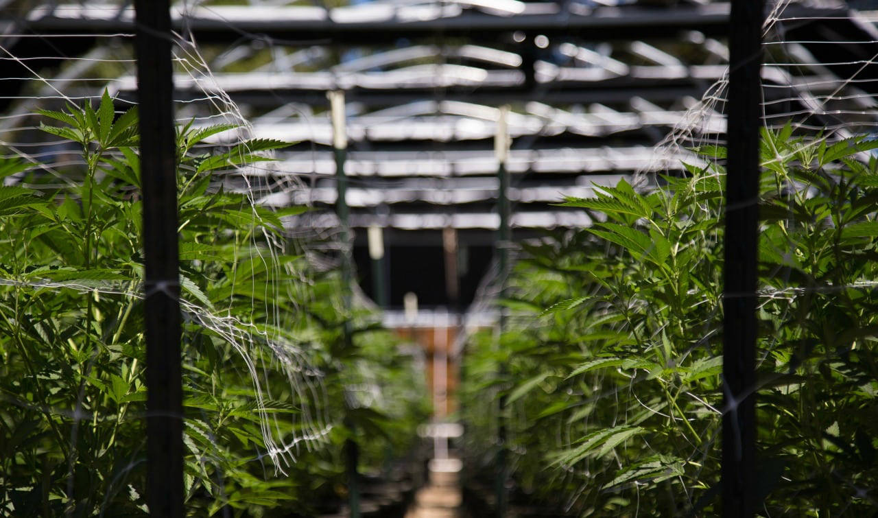corporate structuring, cannabis consulting services