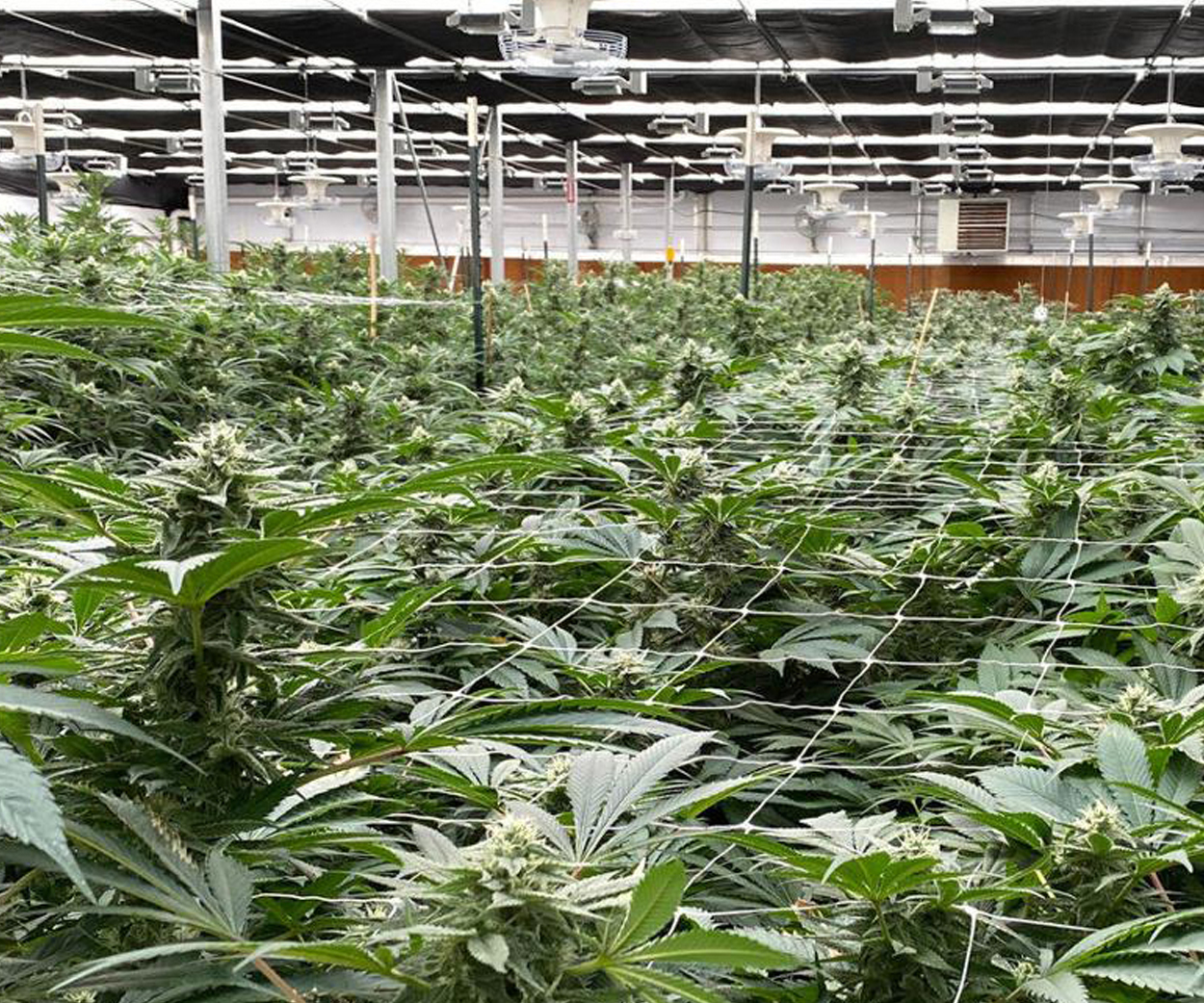 Licensed Dispensary Looking for Buildout Capital | Equity and Debt Offering For Illinois Cannabis Startup