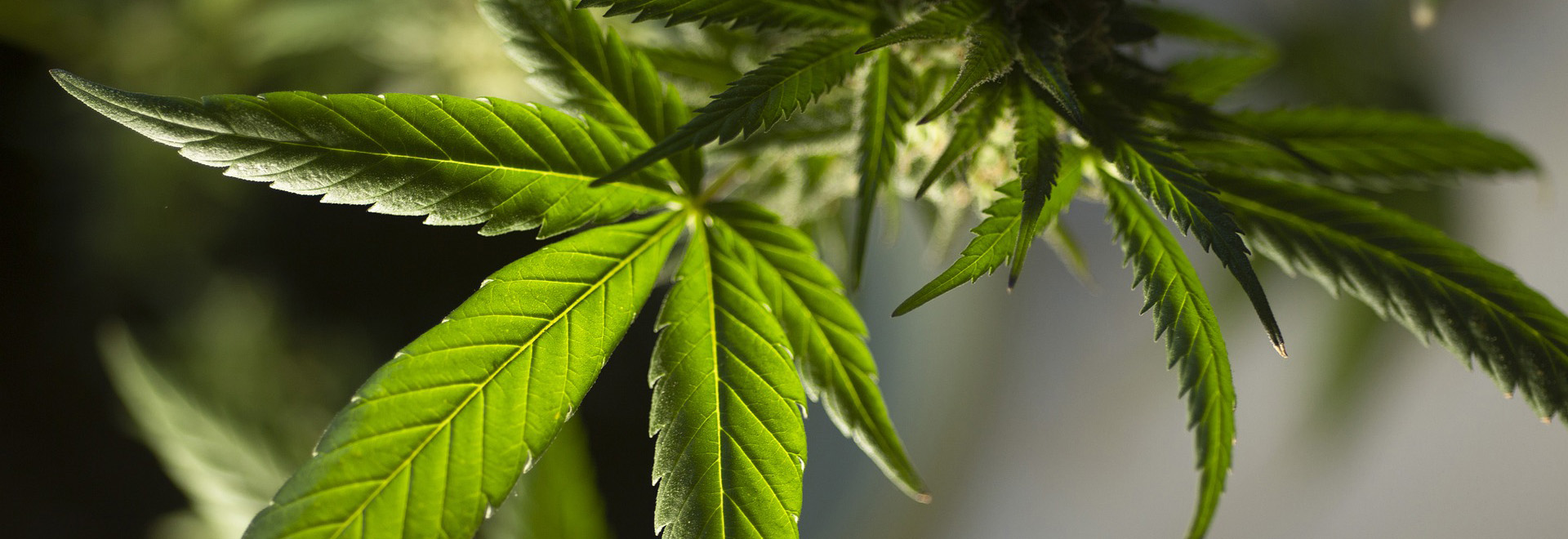 State Licensing Information