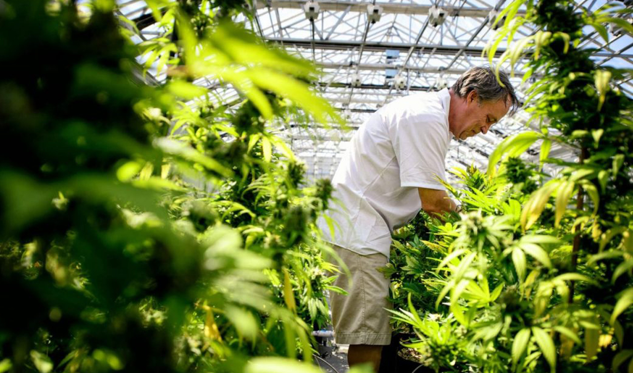 Cannabis Dispensary License Consulting New York