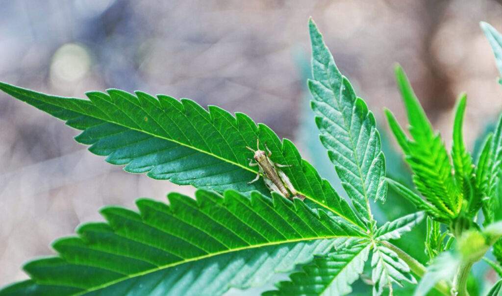 Cannabis MicroBusiness