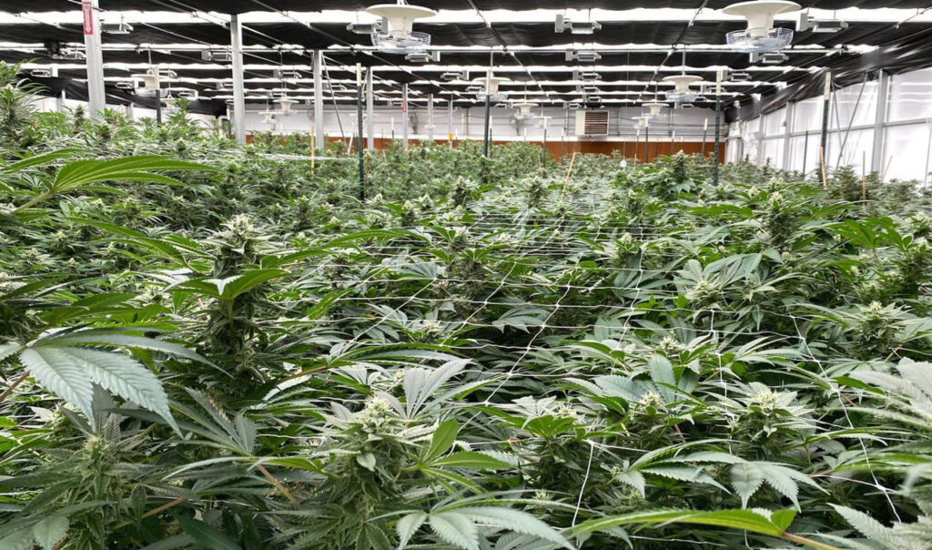 Cultivation Facilities