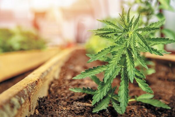 Lawmakers in Olympia keep homegrown cannabis illegal in Washington