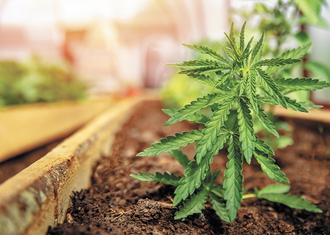 Pennsylvania Cannabis Business News